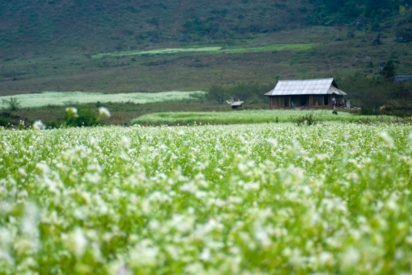 chụp ảnh cưới đẹp tại cao nguyên mộc châu mùa hoa nở